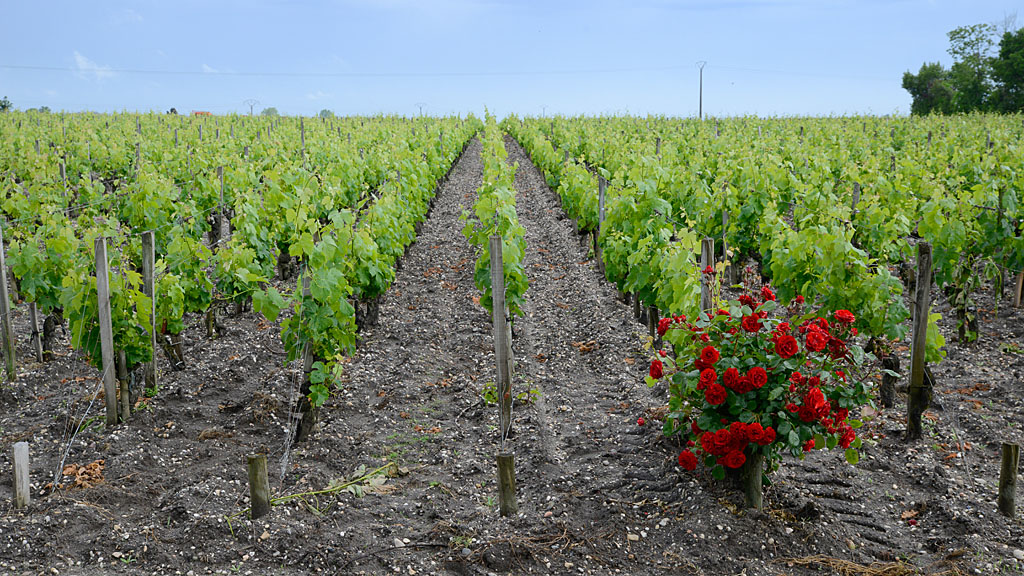 Bordeaux